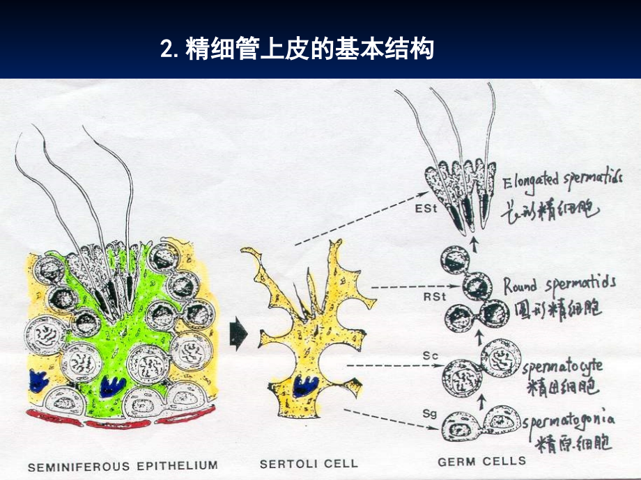 家畜繁殖学课件第3章_雄性动物生殖生理_第3页