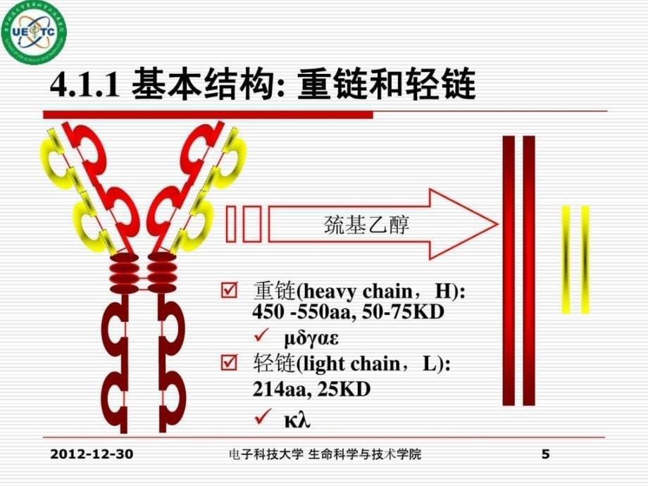 指南免疫学精选课件042免疫球蛋白_第5页