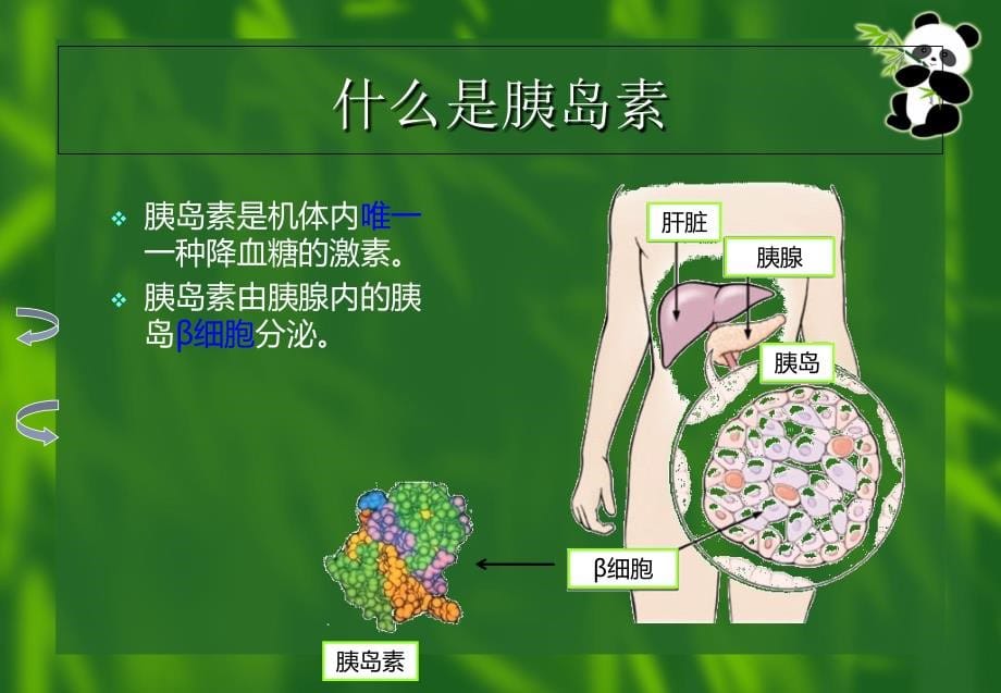 糖尿病饮食治疗宣教版ppt课件_第5页