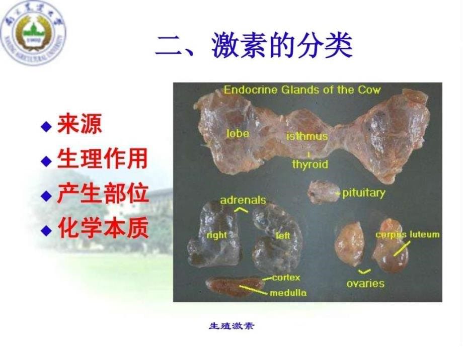 南京农业大学动物繁殖学课件_2_第5页