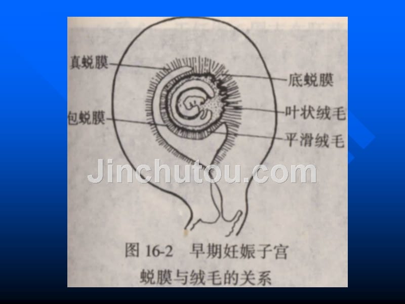 产科超声显像课件_第5页