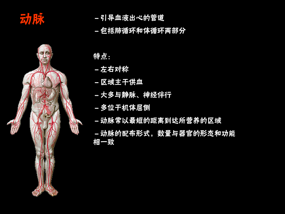 系统解剖学 ppt课件_第2页