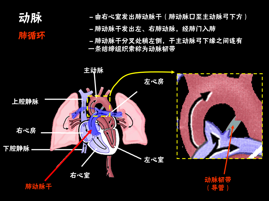 系统解剖学 ppt课件_第3页