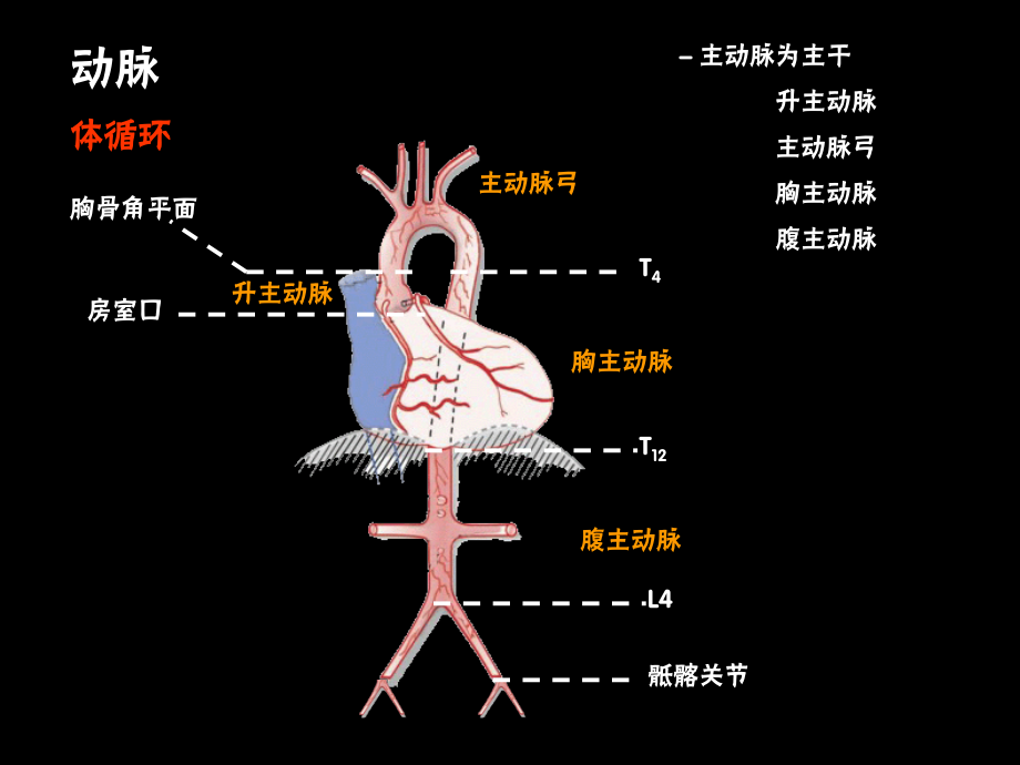 系统解剖学 ppt课件_第4页