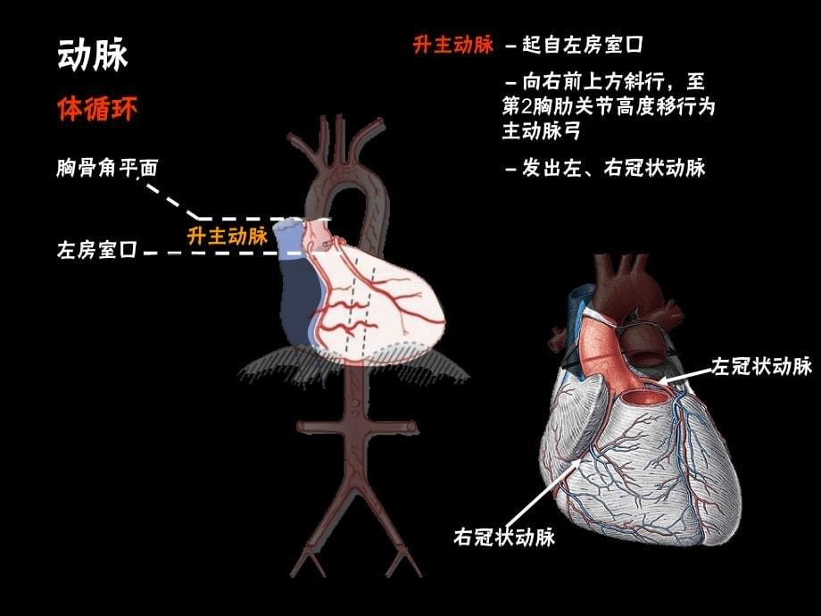 系统解剖学 ppt课件_第5页