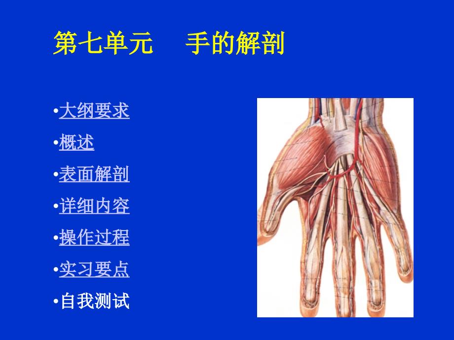 单元手的解剖ppt课件_第1页