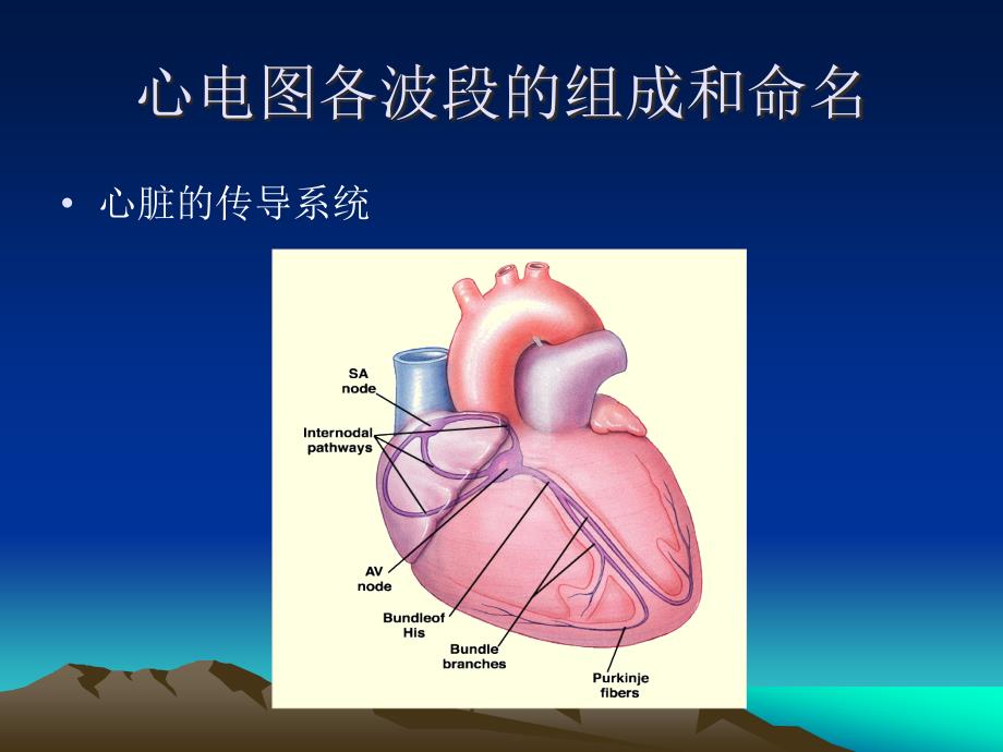 正常心电图xg课件_第3页