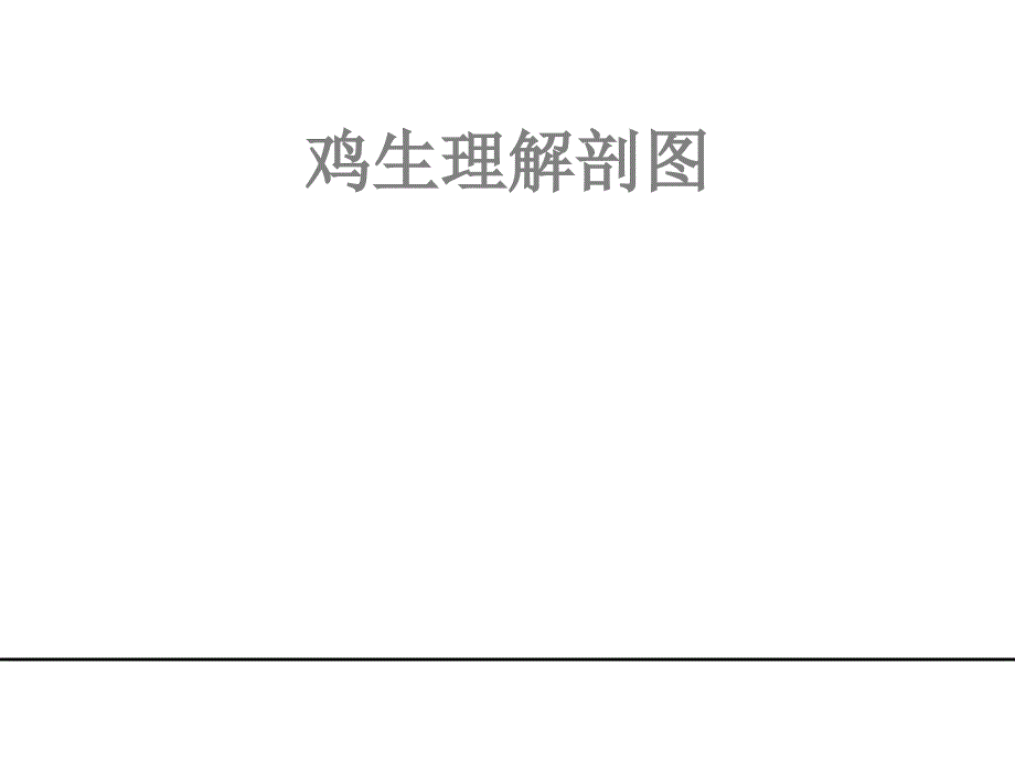 鸡生理解剖图ppt课件_第1页