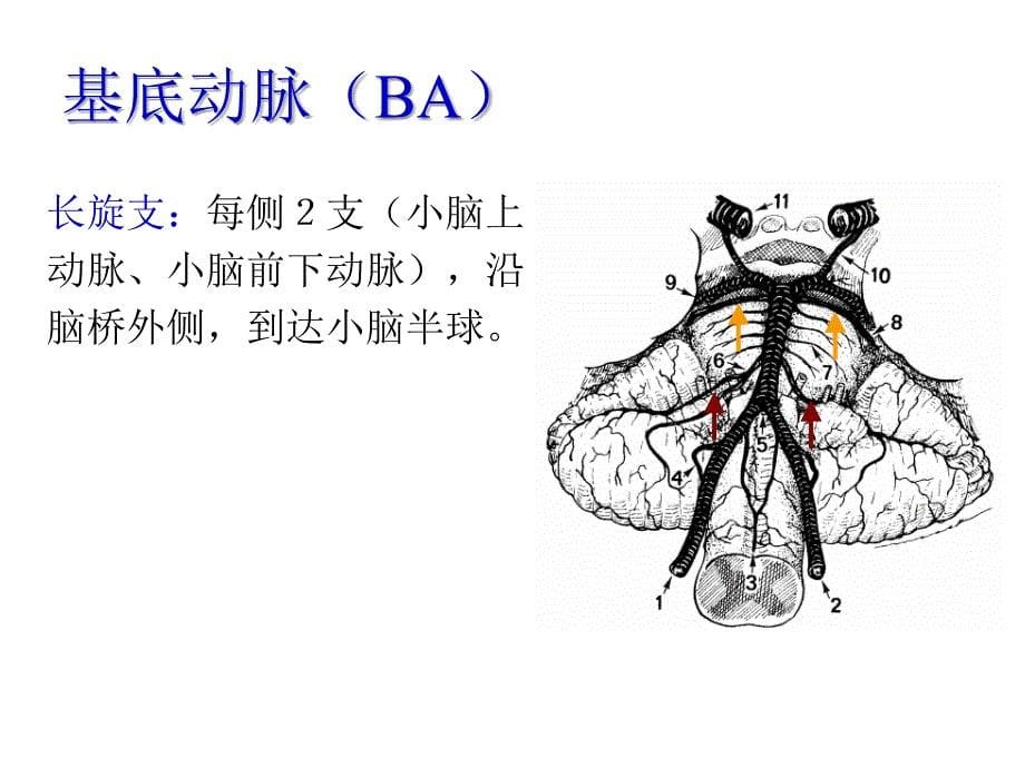 椎基底动脉卒中诊治_ppt课件_第5页