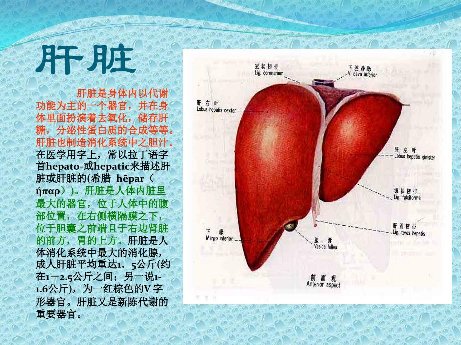 人体器官讲解1政史地高中教育教育专区课件_第4页