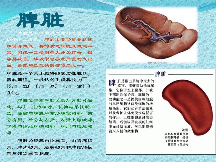 人体器官讲解1政史地高中教育教育专区课件_第5页