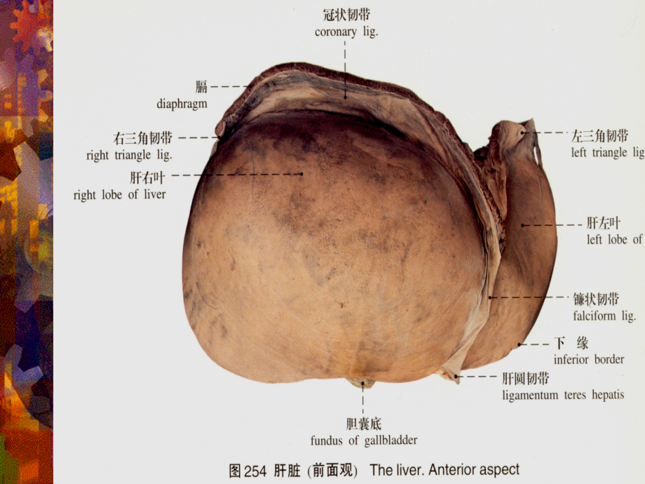 新肝脏疾病的超声显像诊断课件_第4页