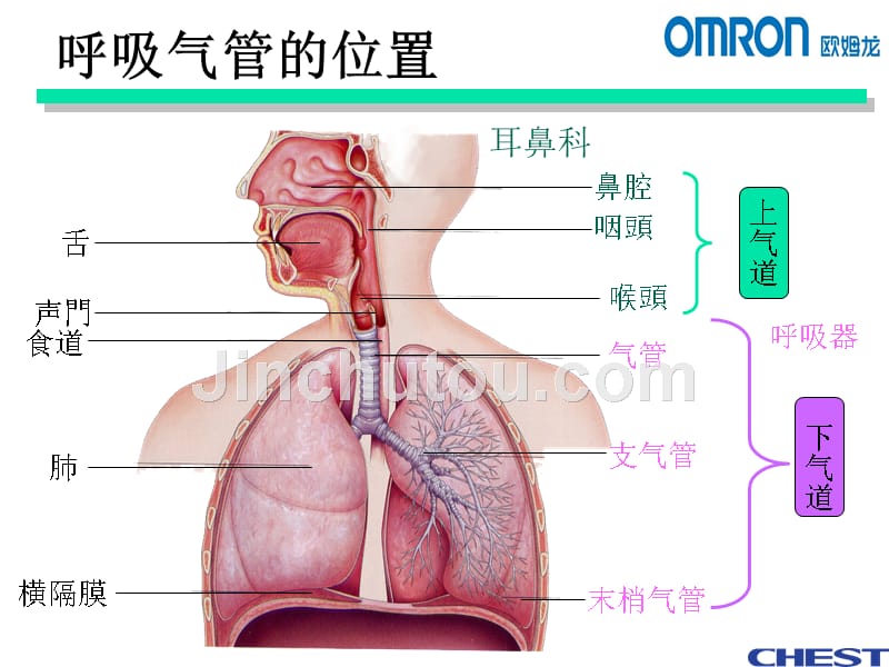 肺功能仪系列ppt课件_第4页