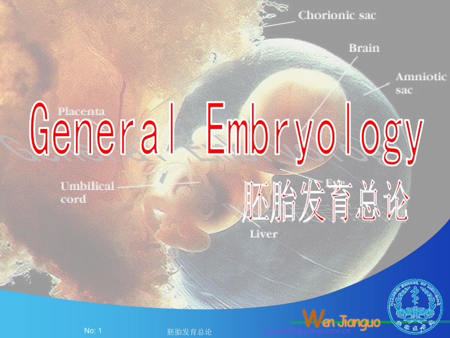 人体胚胎发育总论_4课件_第1页
