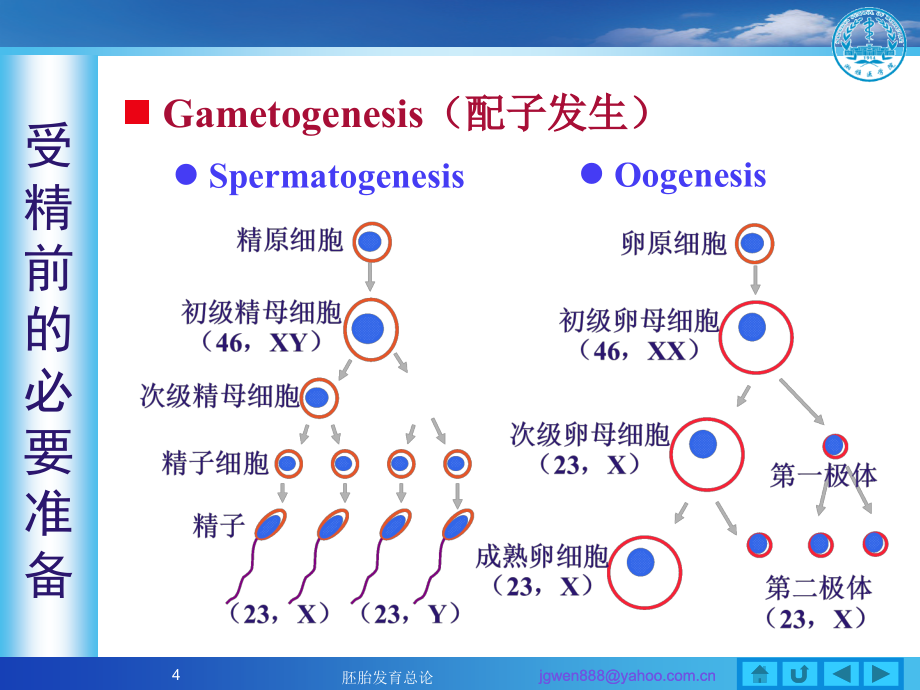 人体胚胎发育总论_4课件_第4页