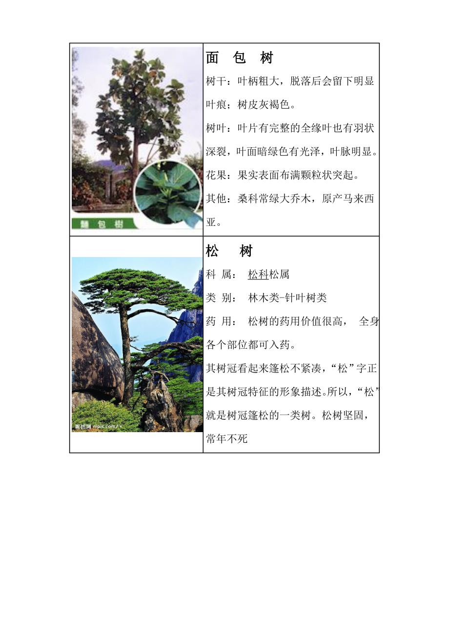 小朋友常见树木的简介含图片_第2页