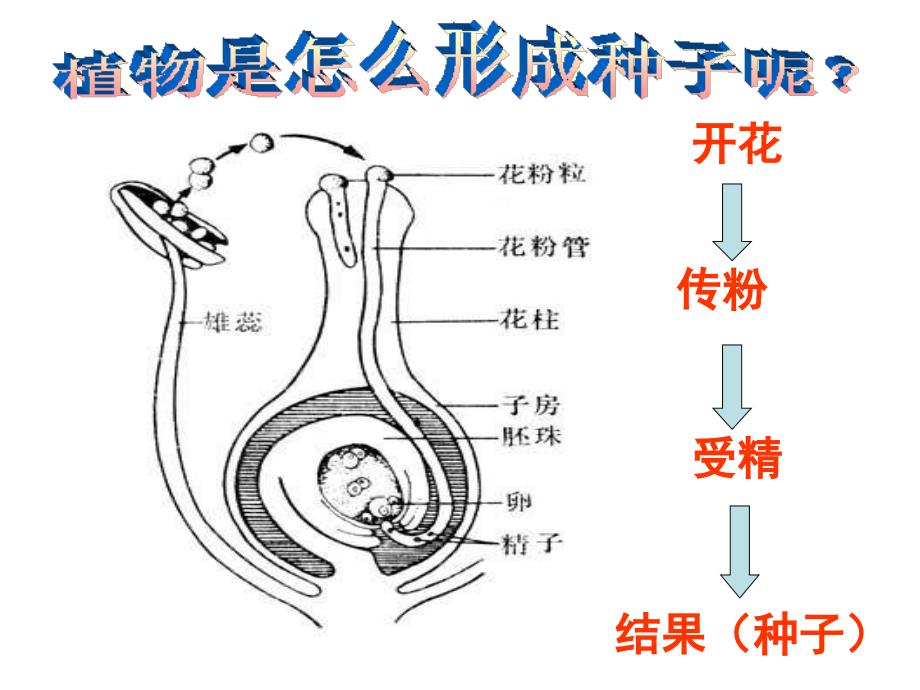 四下科学动物的繁殖活动课件_第1页