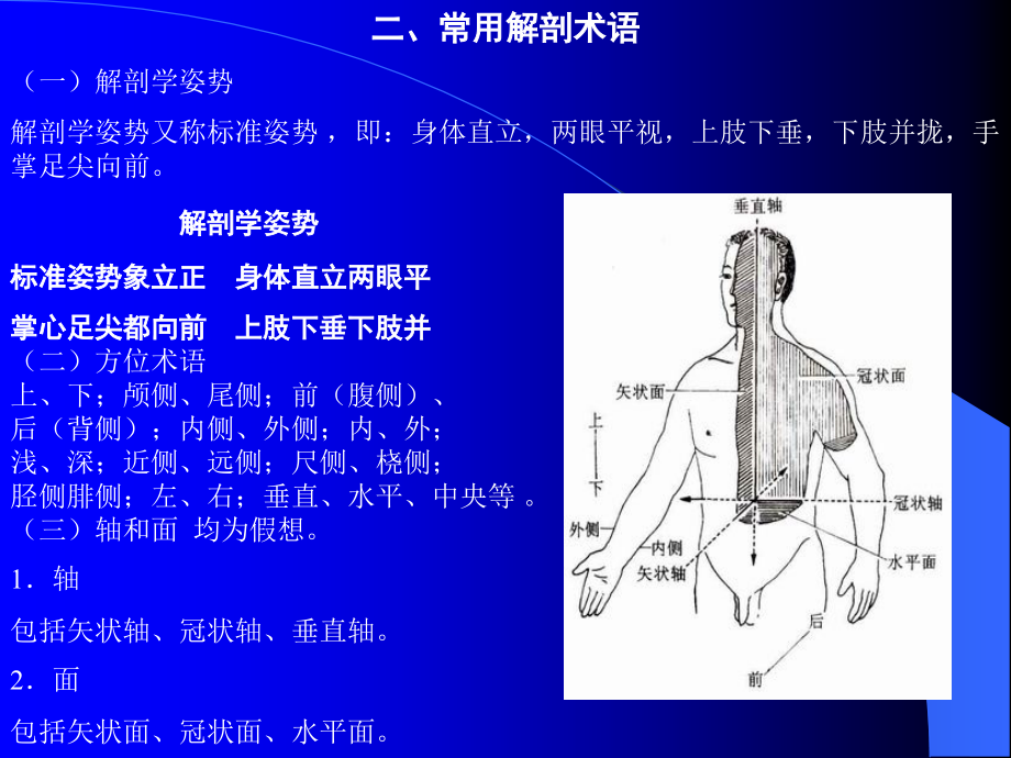 人体系统解剖_ppt课件_第4页