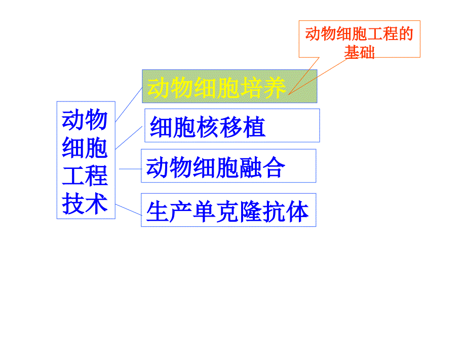 动物细胞工程ppt讲解课件_第2页