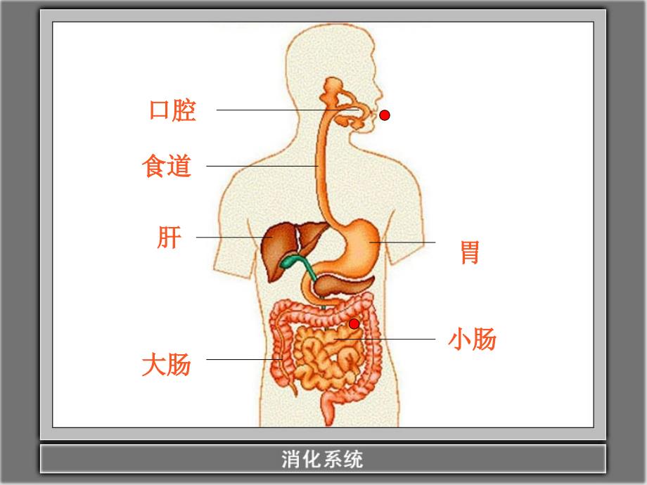 科教版四上《食物在体内的旅行》ppt课件_第4页