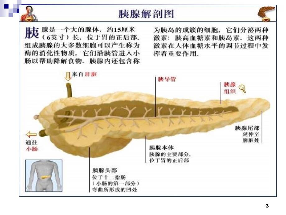 急性胰腺炎病人的护理（11） ppt课件_第3页