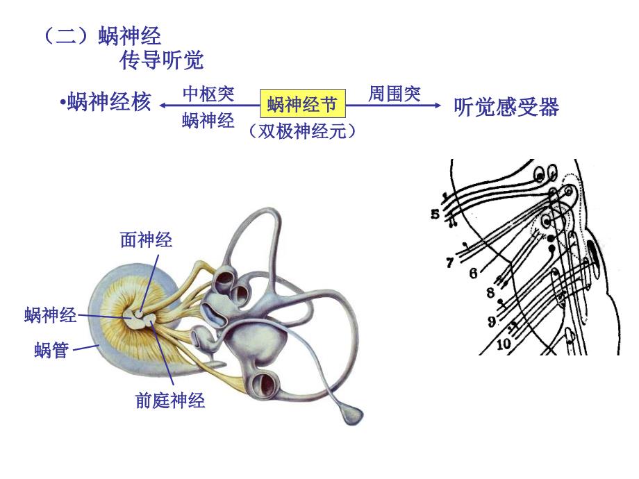 医科大解剖课件脑神经_第1页