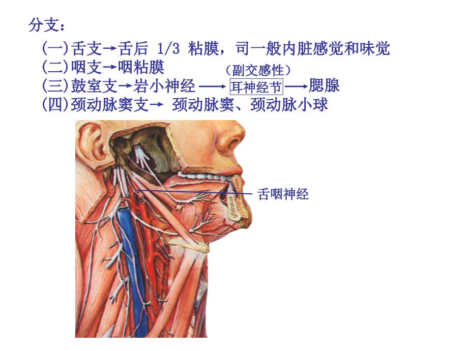 医科大解剖课件脑神经_第3页