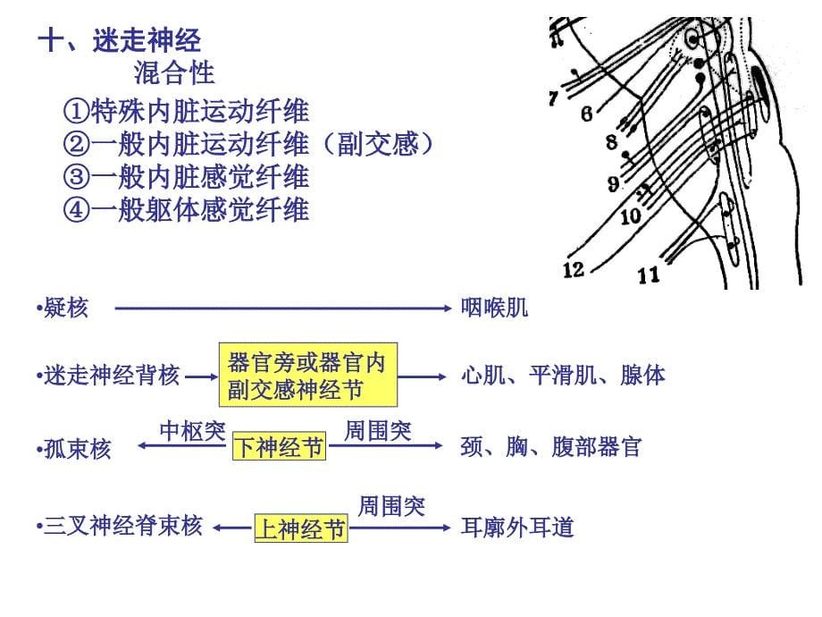 医科大解剖课件脑神经_第5页