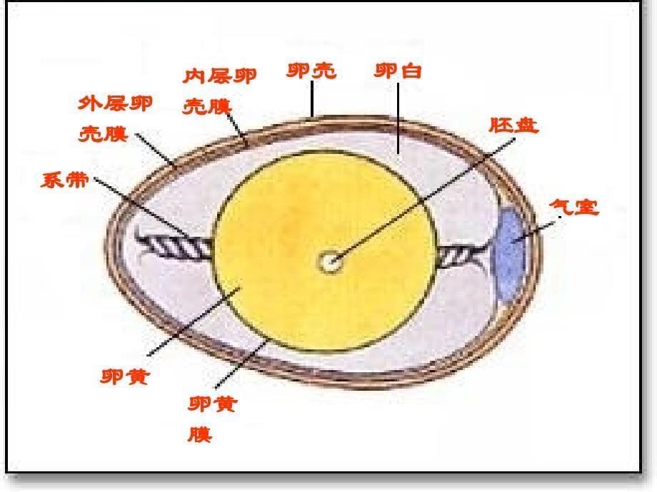 生物第19章_动物的生殖和发育 复习课件（苏科版八年级上）_第5页