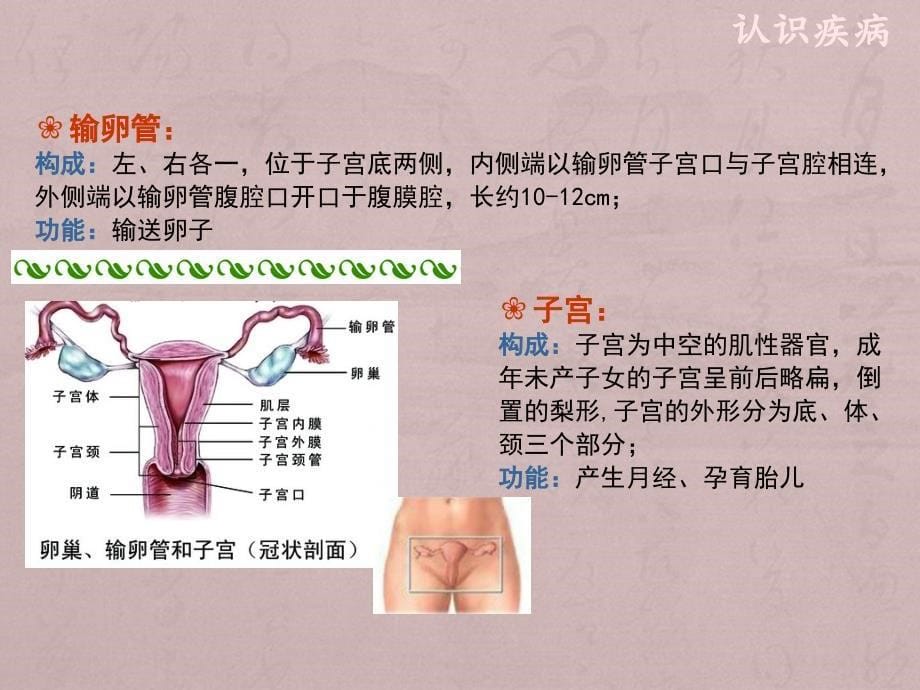 妇科疾病 新课件_第5页