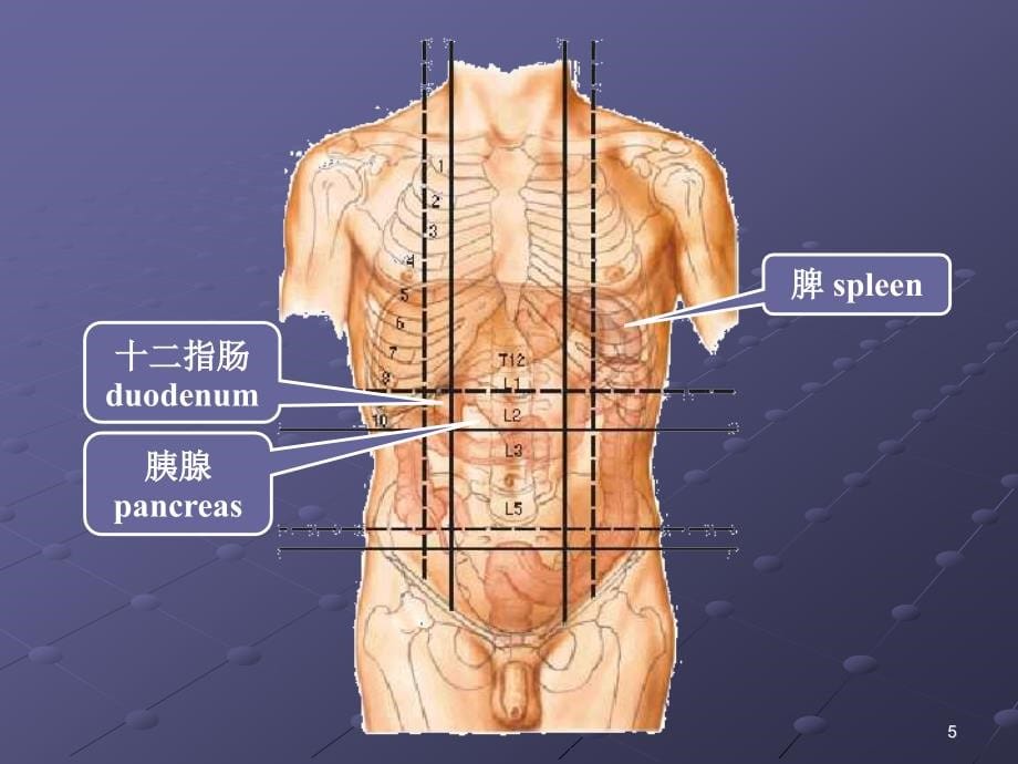 胰腺疾病最新超声诊断幻灯片_第5页