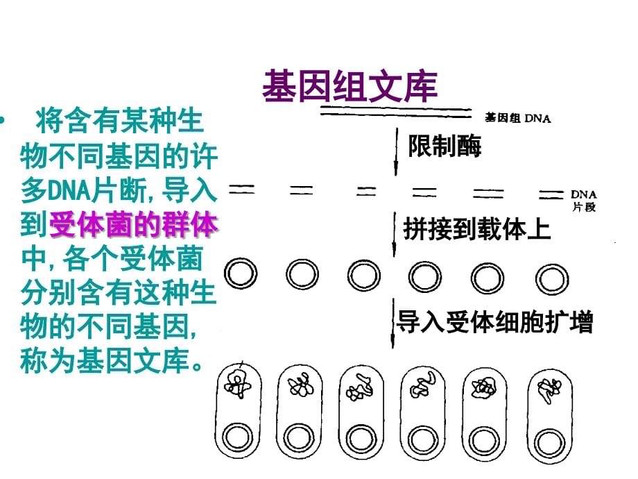 高中生物新课标高三复习课件（理）专题1_基因工程的基本操作程序_第5页