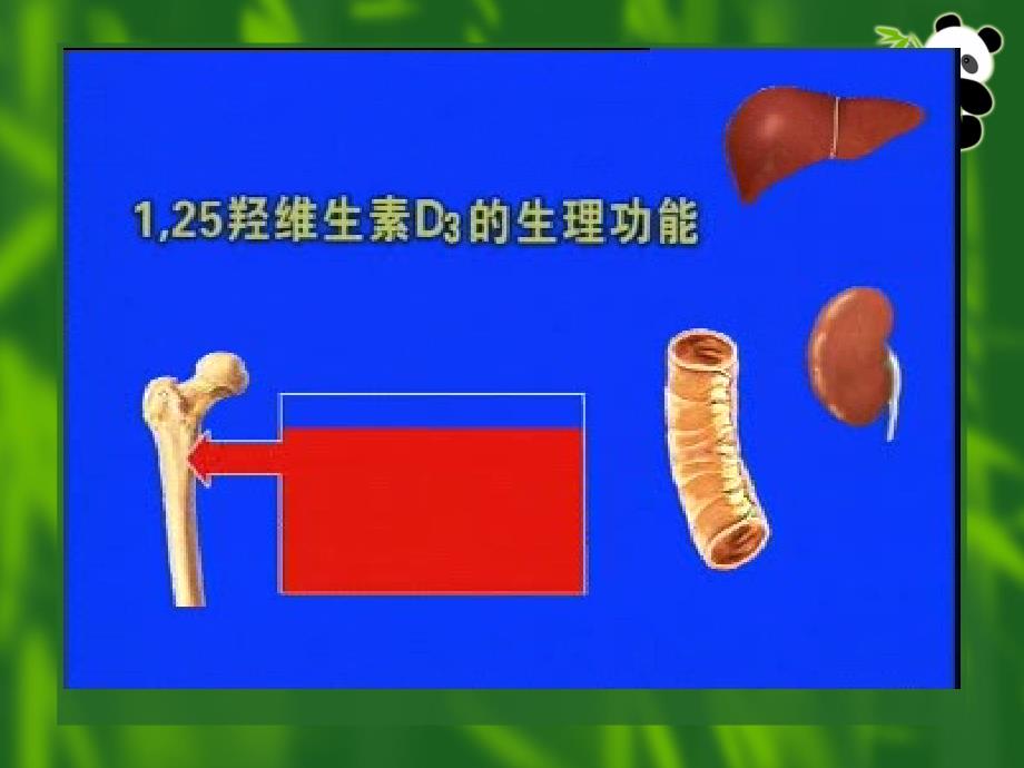 儿科护理学第六章_第五节维生素d缺乏性佝偻病_第3页