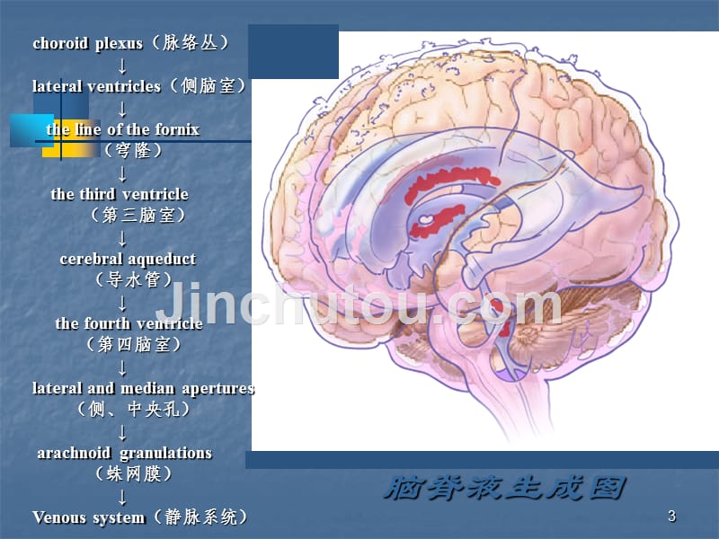 实验诊断学脑脊液及浆膜腔积液检查课件_第3页