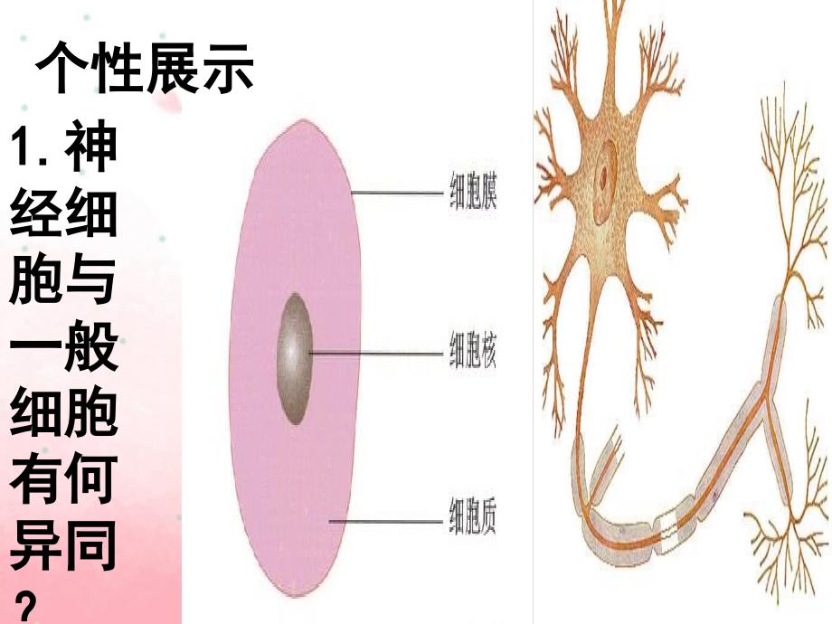 苏科版生物八上第16章第1节第1课时神经系统课件_第4页