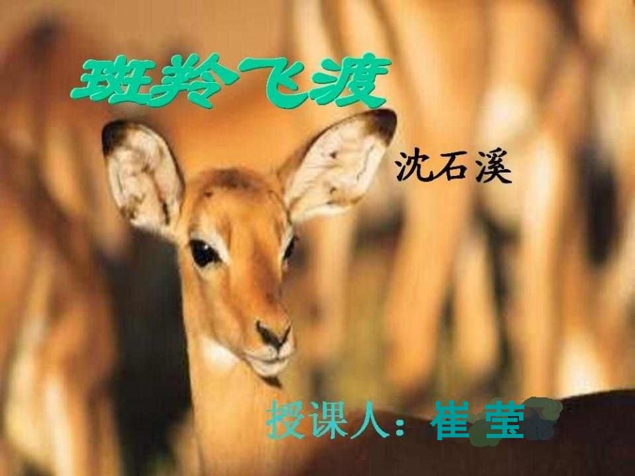 七年级语文优质课展示《斑羚飞渡》人教版崔老师课件_第2页