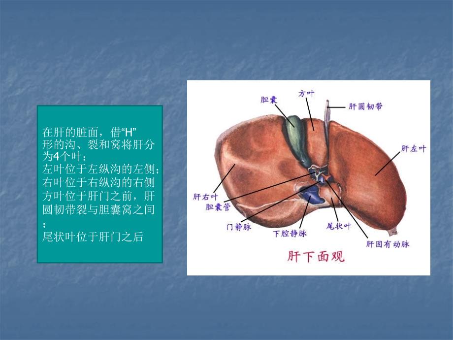 肝脏的超声分叶分段课件_第4页