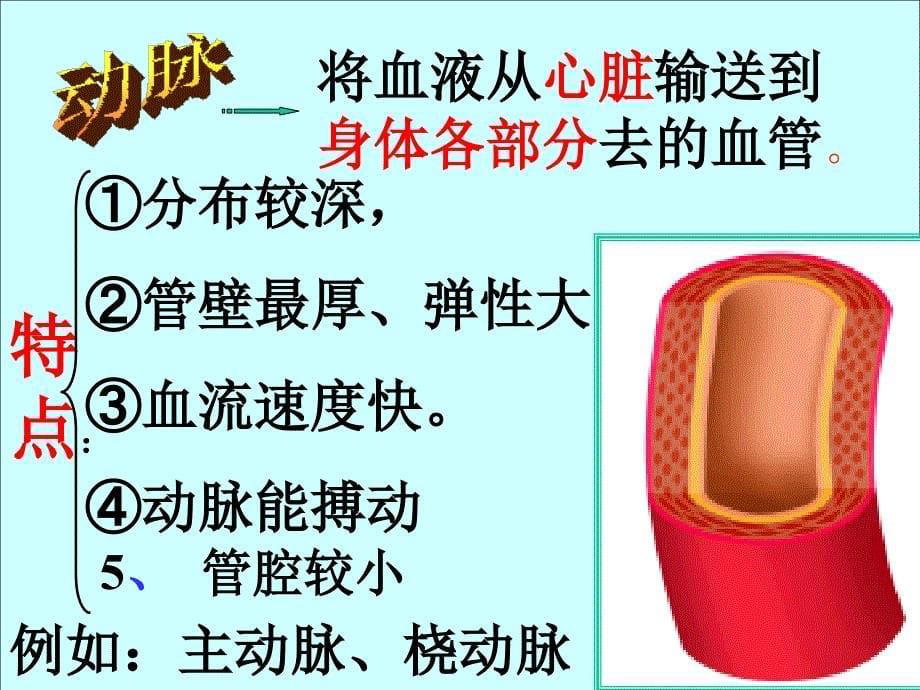 七年级生物血管课件课件_第5页