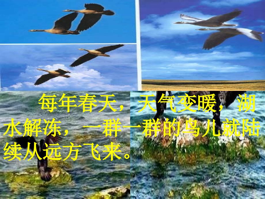 四年级语文下册_神奇的鸟岛 ppt课件 北京版_第3页