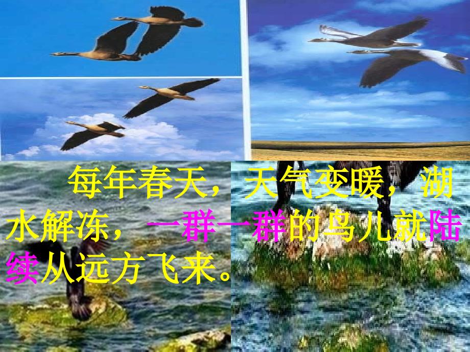 四年级语文下册_神奇的鸟岛 ppt课件 北京版_第4页