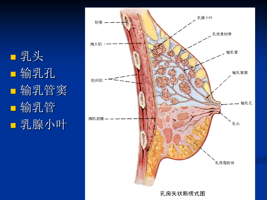 乳腺疾病（1）增生腺瘤课件_第4页