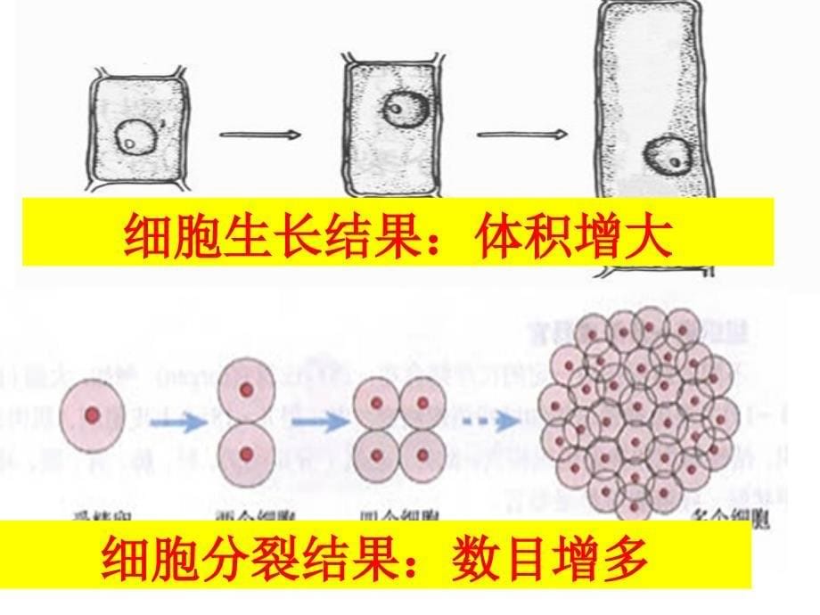 人教版七年级生物上册《细胞通过分裂产生新细胞》  副本  副本课件_第5页