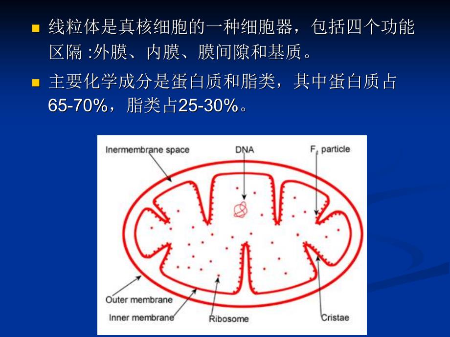 线粒体功能课件_第3页