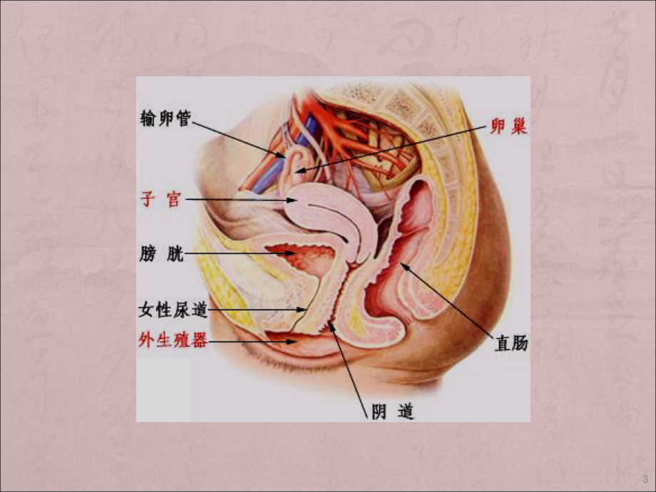 妇科疾病超声诊断PPT课件_第3页