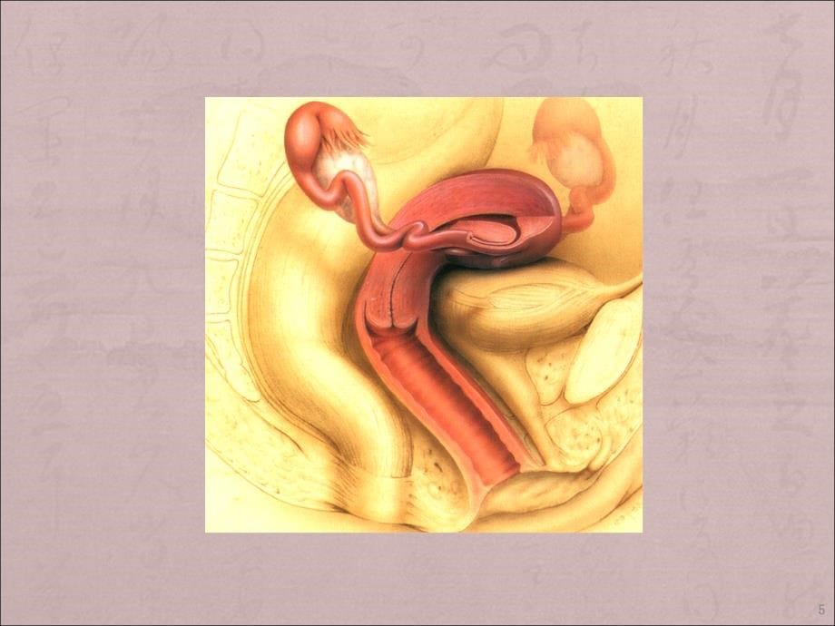 妇科疾病超声诊断PPT课件_第5页