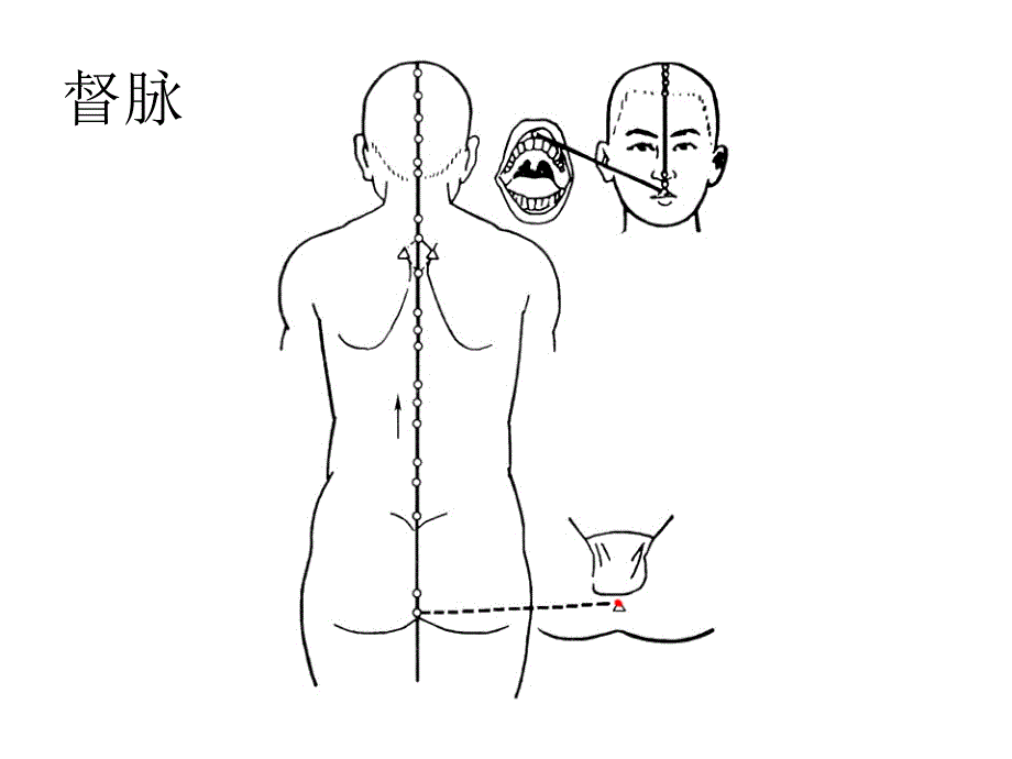 中医脉络图 ppt课件_第1页