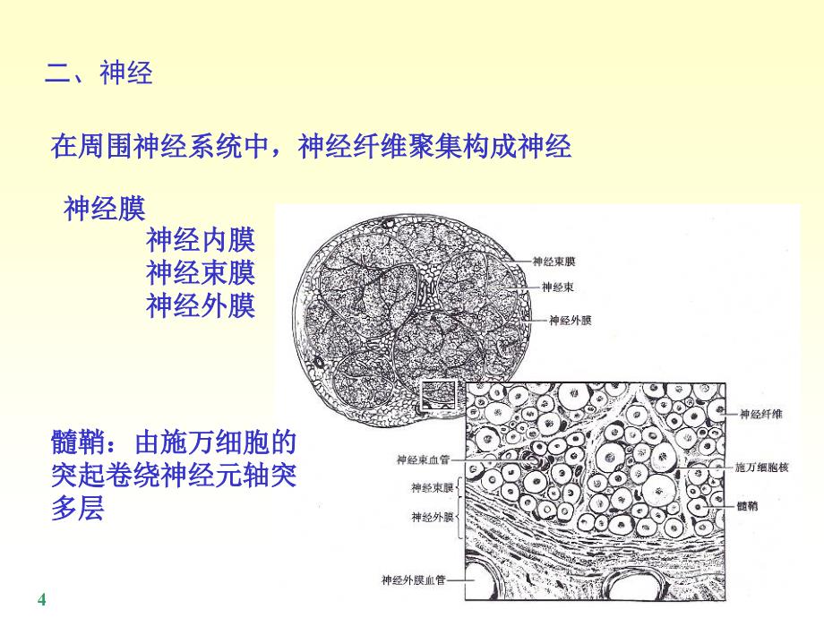 中国医科大基础医学系统解剖学ppt课件 第十八章 周围神经系统2_第4页