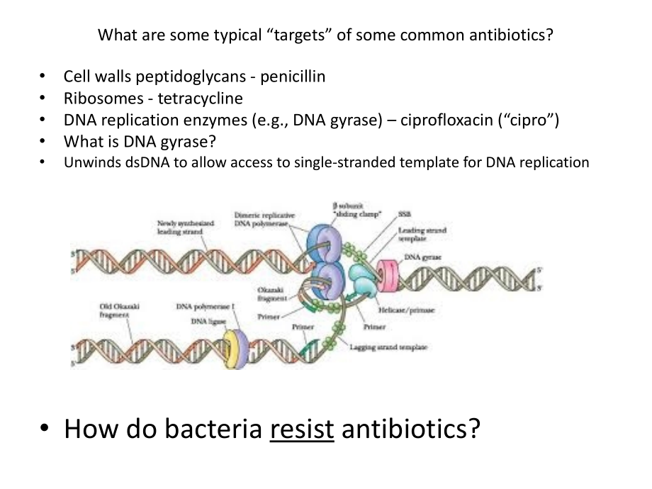 超级细菌和它的全耐药（英文）anew superbacteria immune to most antibiotics found _第2页