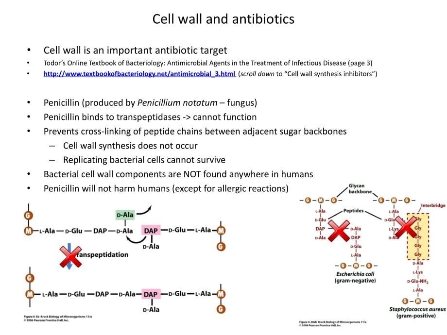 超级细菌和它的全耐药（英文）anew superbacteria immune to most antibiotics found _第5页