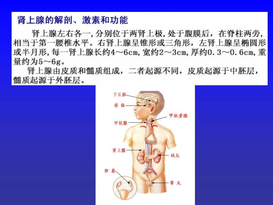 【内科学课件】皮质醇增多症_第2页